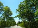 Tree Lined Road, south of Charleston, South Carolina, along Highway-21