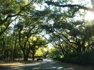 Tree Lined Road, south of Charleston, South Carolina, along Highway-21, VCRD01_245