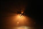 Night Scene lit by Sodium Vapor Lamp, VCRD02_041