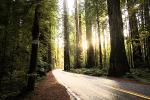 Avenue of the Giants, Redwood Trees, VCRD02_169