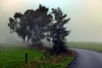 Fog, Trees, Road, Fence, Fields, VCRD03_021
