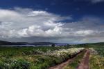 Dirt Road, Tomales Bay, Marin County, unpaved, VCRD03_042