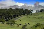 Road, trees, cows, hills, VCRD03_048