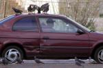 Pigeons, Car, 2010's, VCRD03_080