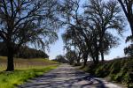 Tree lined road, shadow, Vineyard Road, Paso Robles Wine Country
