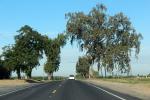 Roadway, Highway, trees, trees, tree-lined