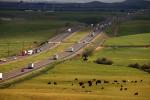 Cows Grazing, Vehicles Rushing, Interstate Highway I-5, Central California, Newman