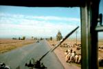 Sheep, Road, Roadway, Highway
