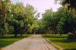 Dirt Road, Trees, Tree-Lined Street, unpaved, VCRV01P02_05.0898