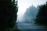 Foggy Road, Highway, Trees