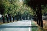 Highway, Roadway, Tree lined road, VCRV04P07_04