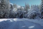 Frozen Road, Trees, Forest
