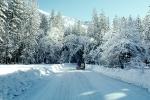 Frozen Road, Trees, Forest, Car