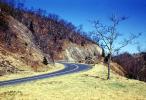 Highway, Roadway, Road, Bare Tree, S-Curve
