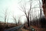 Bare Trees, Fence, Amenia, New York, VCRV06P12_01