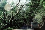 Tree Lined Road, VCRV07P07_15