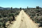 Dirt Road, Joshua Tree National Monument, unpaved, scrub brush, bush