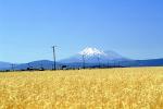 Wheat Field, Siskyou County, Mount Shasta, Dorris