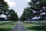 Tree Lined Street, Fence, Grass, Vanishing Point, VCRV07P15_10
