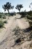 Dirt Road, Joshua Trees, California Desert, unpaved, VCRV07P15_12