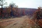 Forest, Dirt Road, Fall Colors, Trees, Hillside, unpaved, autumn, VCRV07P15_13