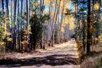 Dirt Road, Tree lined road, unpaved, VCRV08P06_19