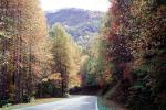 Fall Colors, Autumn, Deciduous Trees, Woodland, Road, Roadway, Highway-28, North Carolina