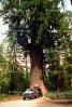 Chandelier Tree, Car-through-a-tree, Drive-Through-Tree, Tree Tunnel, Leggett, California, USA, landmark