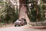 Chandelier Tree, Drive-Through Tree, Leggett, California, landmark
