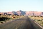 Cow, cattle, Mesa, Road, Roadway, Highway 163, Monument Valley, Arizona, VCRV10P14_17