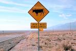 open range cattle, Desert, Road, Roadway, Highway, Steer, VCRV11P04_14.0567