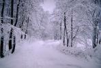 Tree line Road, snow, Ice, Cold, Frozen, Icy, Winter, near Oslo, Norway, near Oslo Norway, VCRV11P08_01.0567