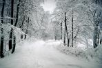 Tree line Road, snow, Ice, Cold, Frozen, Icy, Winter, near Oslo, Norway, near Oslo Norway, VCRV11P08_01B
