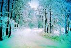 Tree line Road, snow, Ice, Cold, Frozen, Icy, Winter, near Oslo, Norway, near Oslo Norway, VCRV11P08_01C
