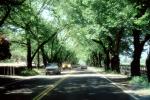 Napa Valley, Tree Lined Road, Road, Roadway, Highway-29