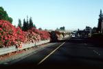Highway 29, Napa, California, (Nerium Oleander), apocynaceae, sinflower, Oleander, poisonous flower, VCRV12P15_02