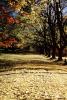 tree lined road, Fall Colors, Autumn, Deciduous Trees