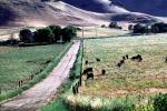 cows grazing, Road, Roadway, Highway, VCRV13P15_18