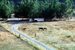 horses, west of Coalinga, VCRV14P01_03