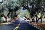 Tree Lined Road, VCRV15P08_06