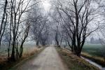 Tree lined road, dirt road, ditch, bare trees, VCRV16P09_03