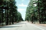 tree lined road, east of Lake Almanor, Highway-36, Plumas County, VCRV17P04_12