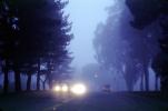 Foggy, Highway, cars, street, dusk, fog, trees