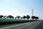 Trees, Highway-33, Road, Roadway, Highway, Fresno County