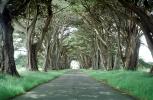 road, roadway, Tree-lined street