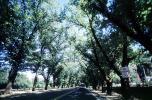 Tree lined road, Napa Valley, Road, Roadway, Highway
