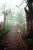 dirt road, unpaved, fog, trees, VCRV19P09_08