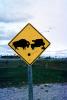 Bison danger, buffalo, funny sign, VCRV19P11_12