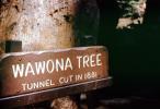 Sequoia, Wawona Tree Tunnel, Car-through-a-tree, Drive-Through-Tree, Tree Tunnel, Wawona Tunnel Tree, Sequoia Tree, California, VCRV19P12_03