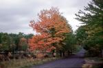 Country Road, Roadway, Fall Colors, Autumn, Deciduous Trees, Woodland, VCRV19P12_06
